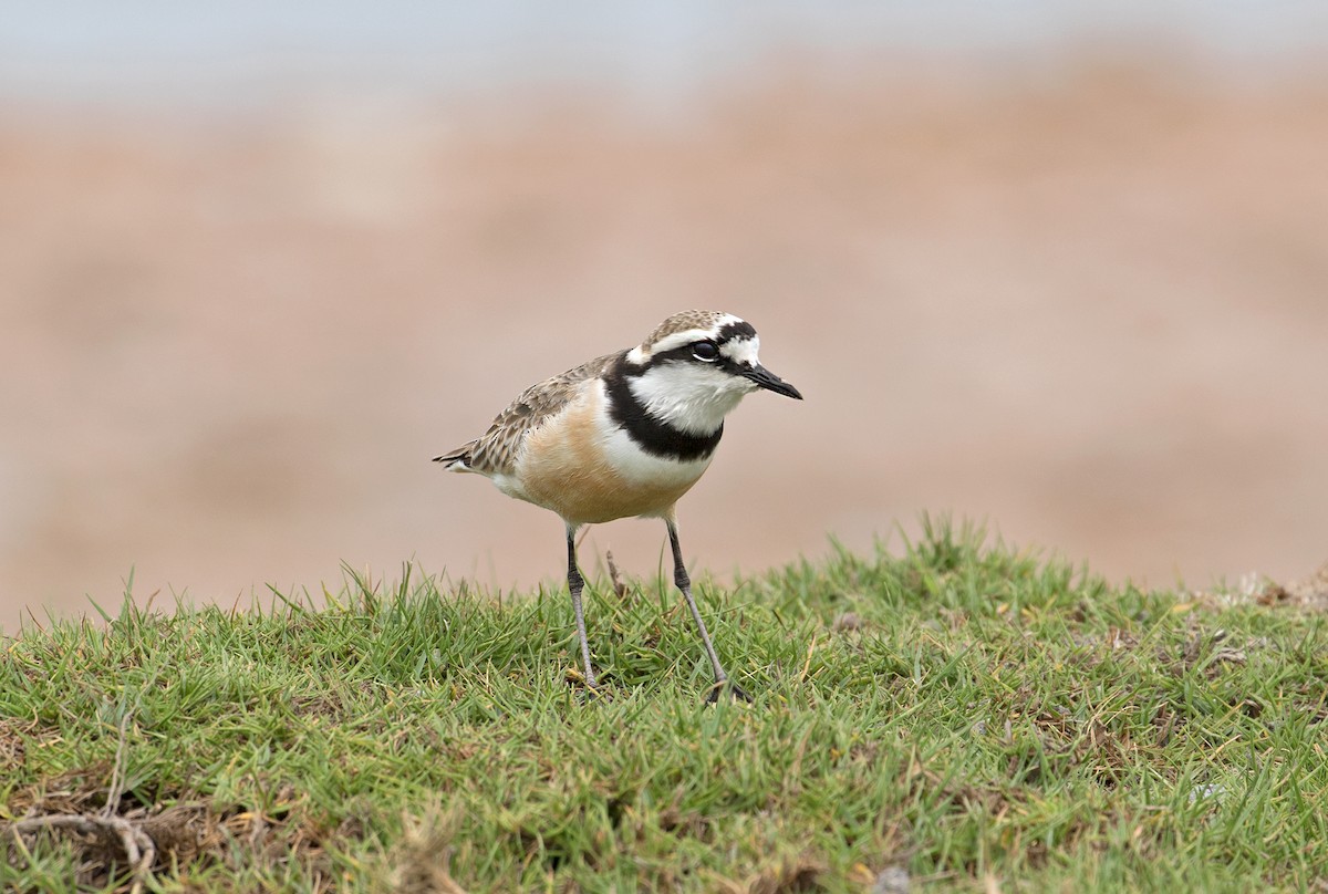 Madagascar Plover - Sam Woods