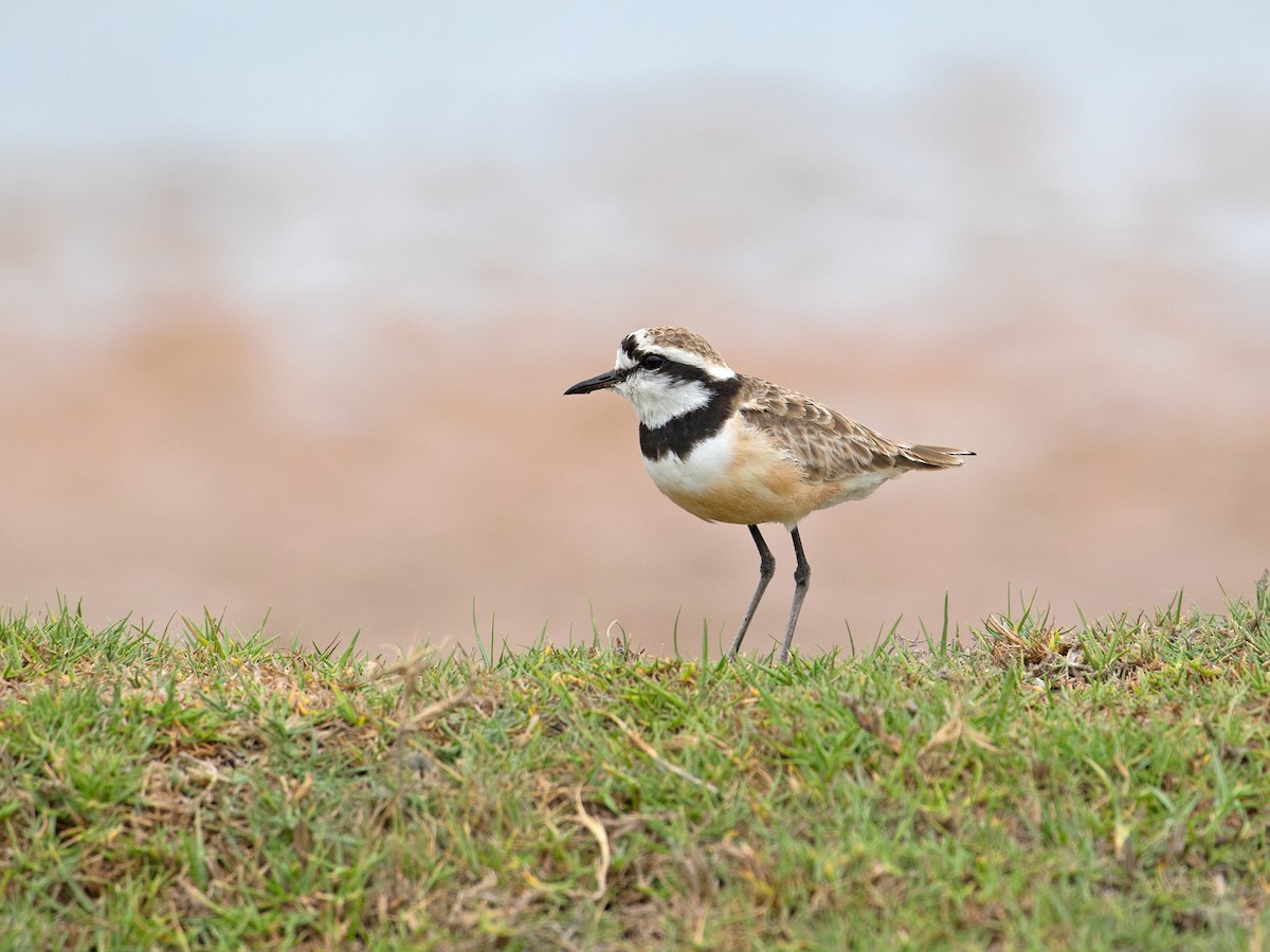 Madagascar Plover - Sam Woods