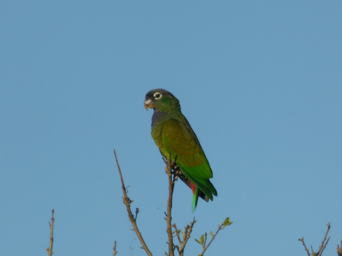 Папуга-червоногуз зеленощокий - ML73446351