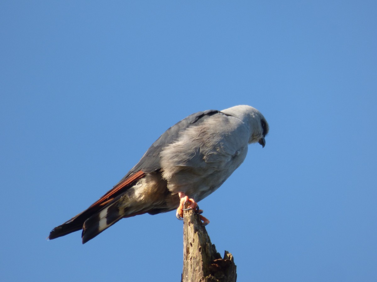 Plumbeous Kite - Max Enggist