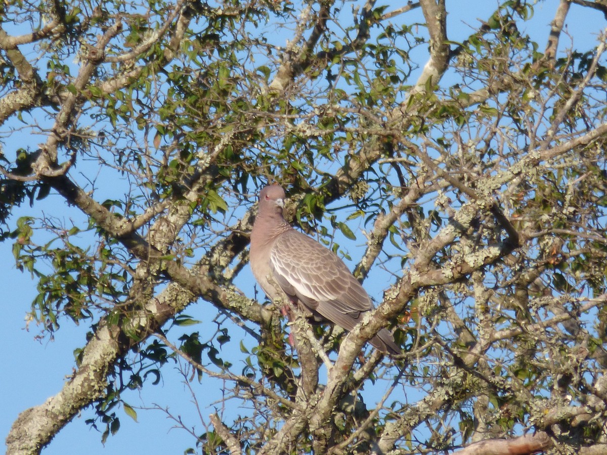 Picazuro Pigeon - ML73446441