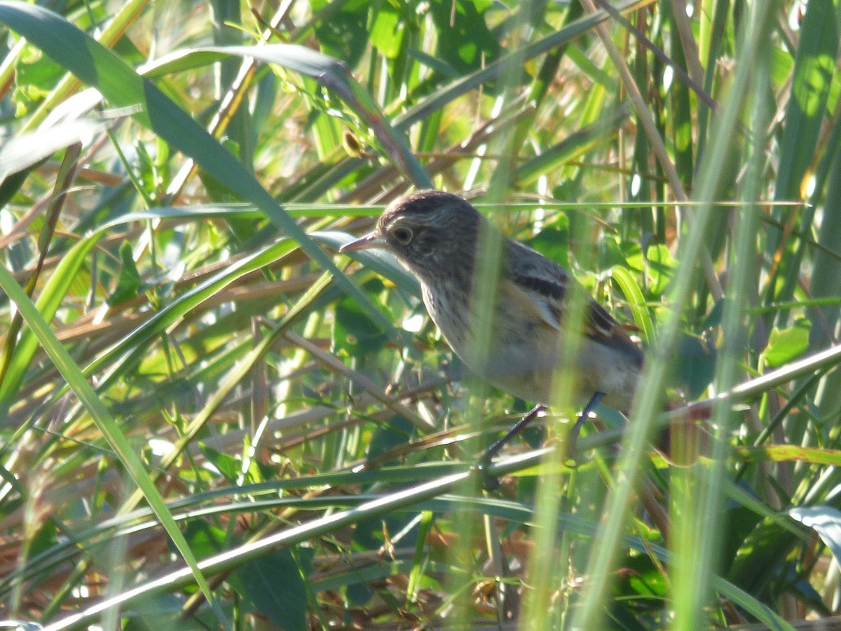 Spectacled Tyrant - ML73446981