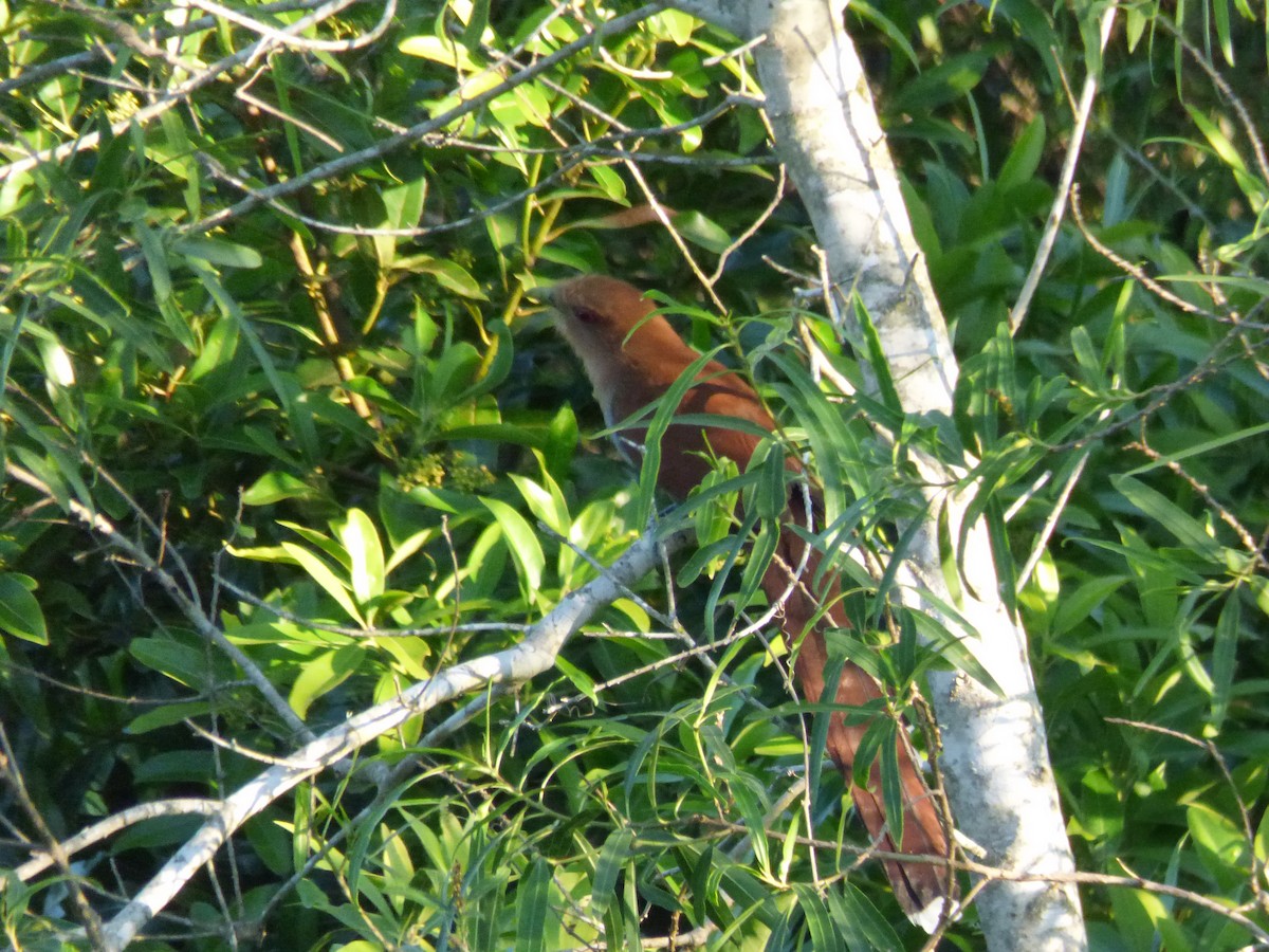 Squirrel Cuckoo - ML73447381