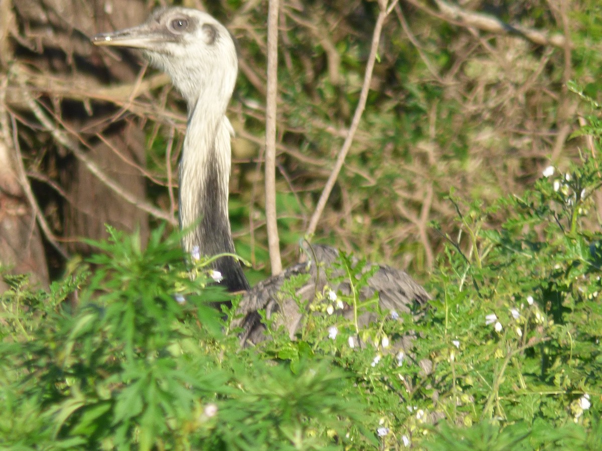 Greater Rhea - ML73447881