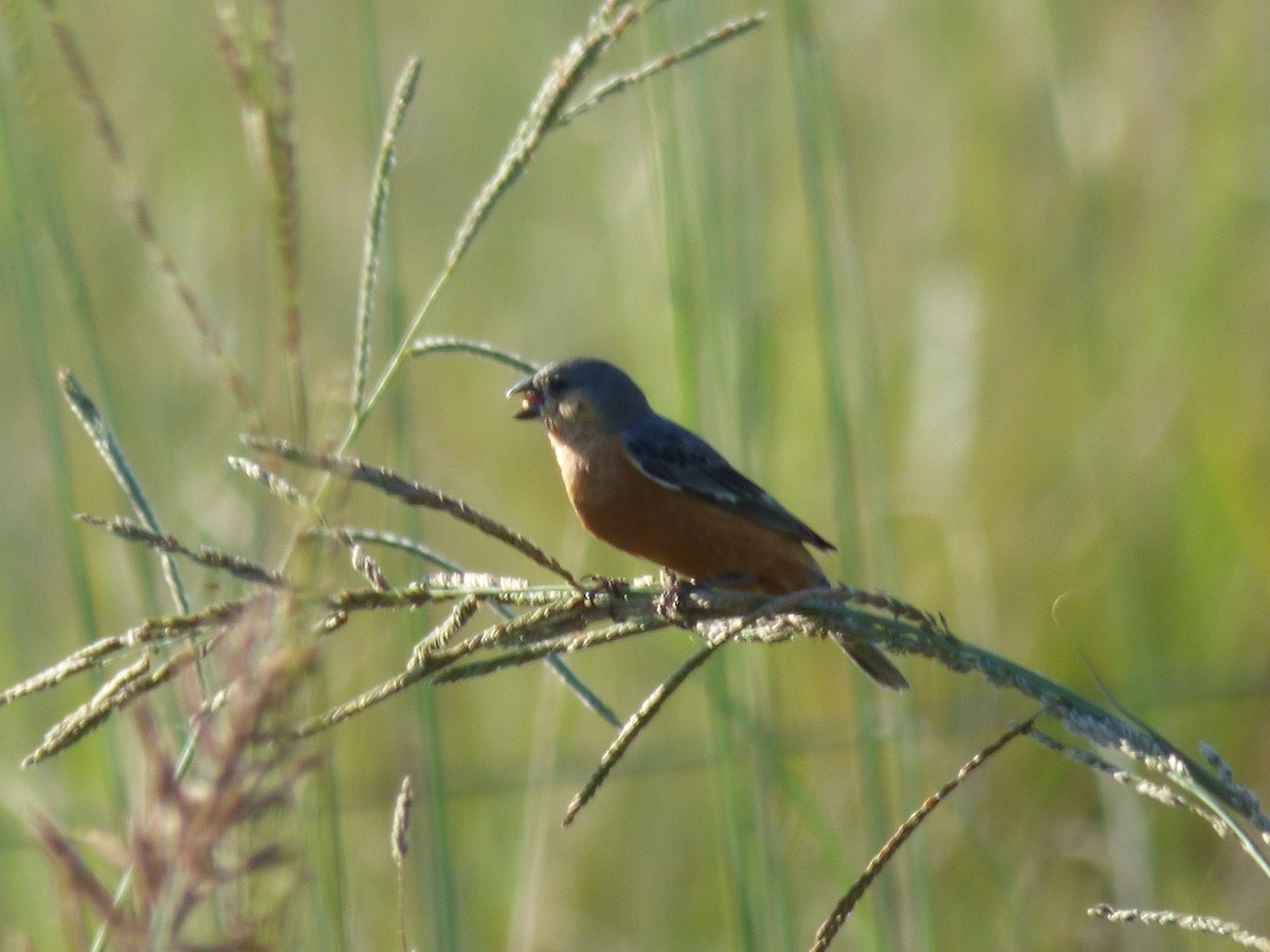 Tawny-bellied Seedeater - Max Enggist