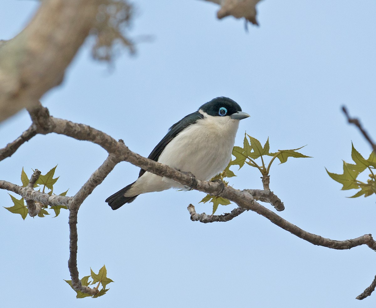 Chabert Vanga - Sam Woods/Tropical Birding Tours