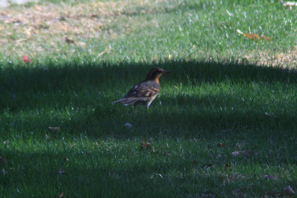 Varied Thrush - ML73449701