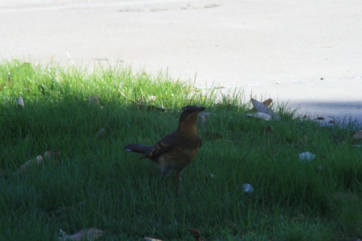 Varied Thrush - ML73449891