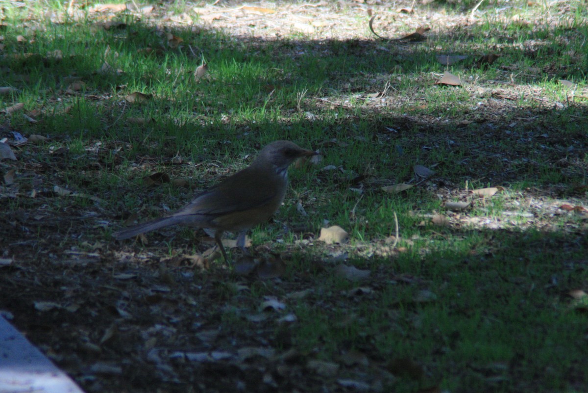 Rufous-backed Robin - ML73450041
