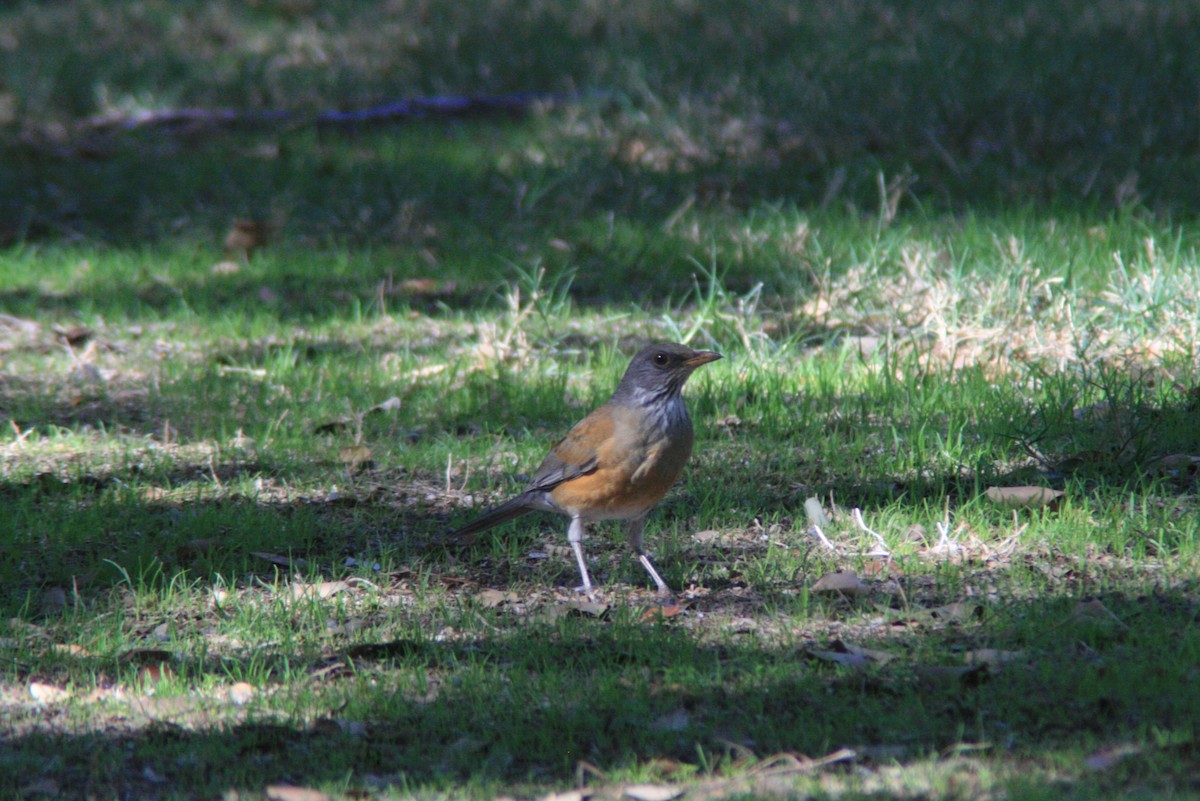 Rufous-backed Robin - ML73450231