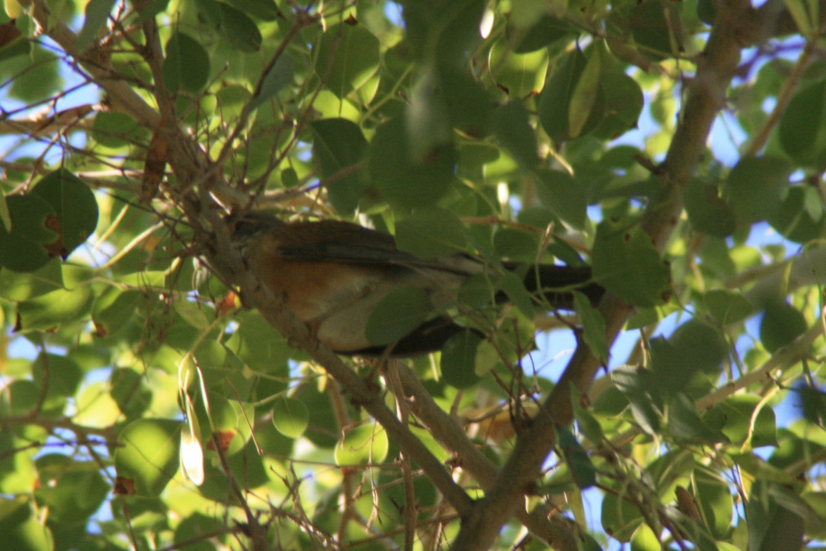 Rufous-backed Robin - ML73450431