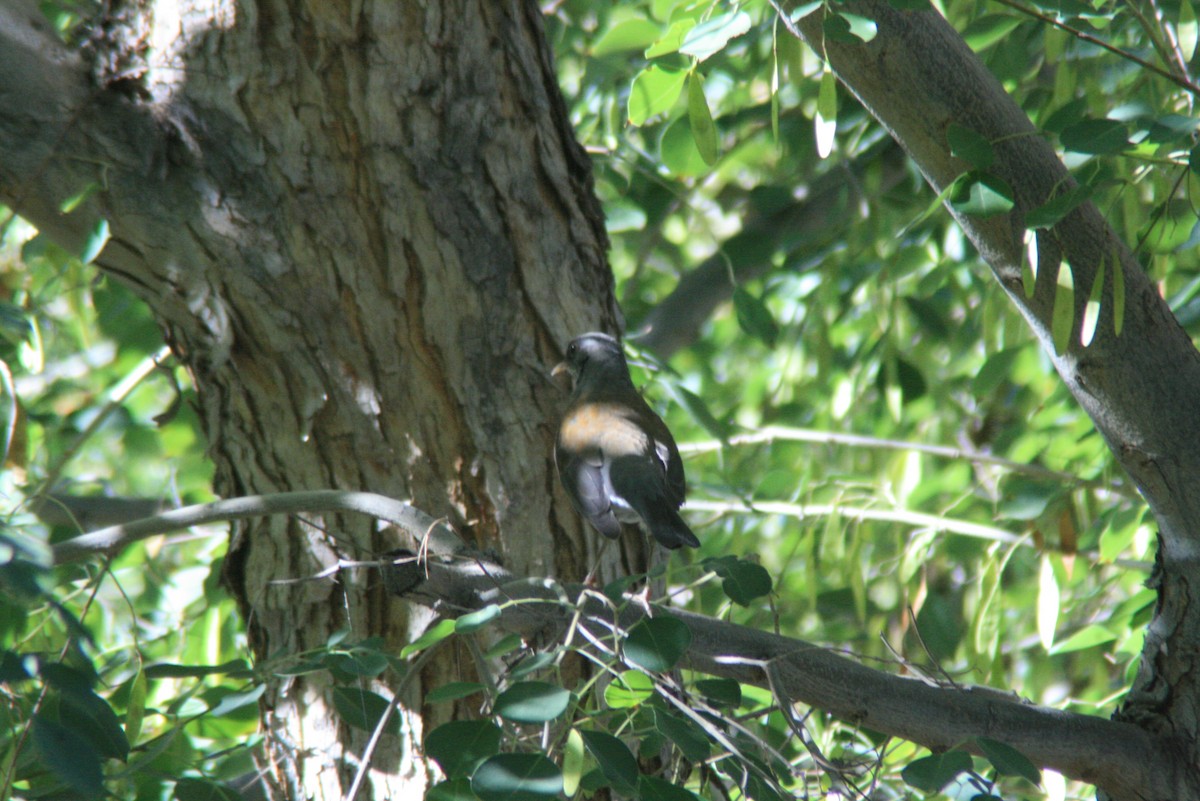 Rufous-backed Robin - ML73450461
