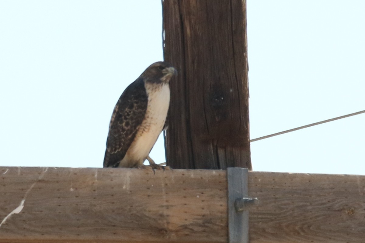 Red-tailed Hawk - ML73450911