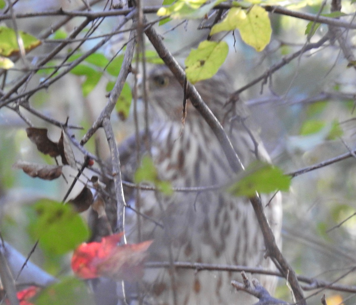 Cooper's Hawk - ML73451721