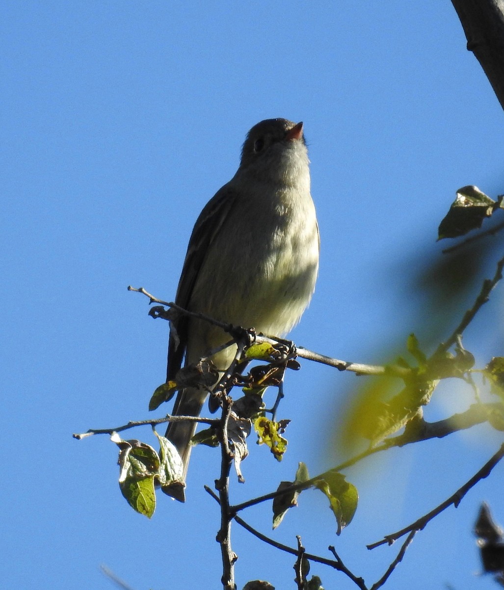 Hammond's Flycatcher - ML73451791