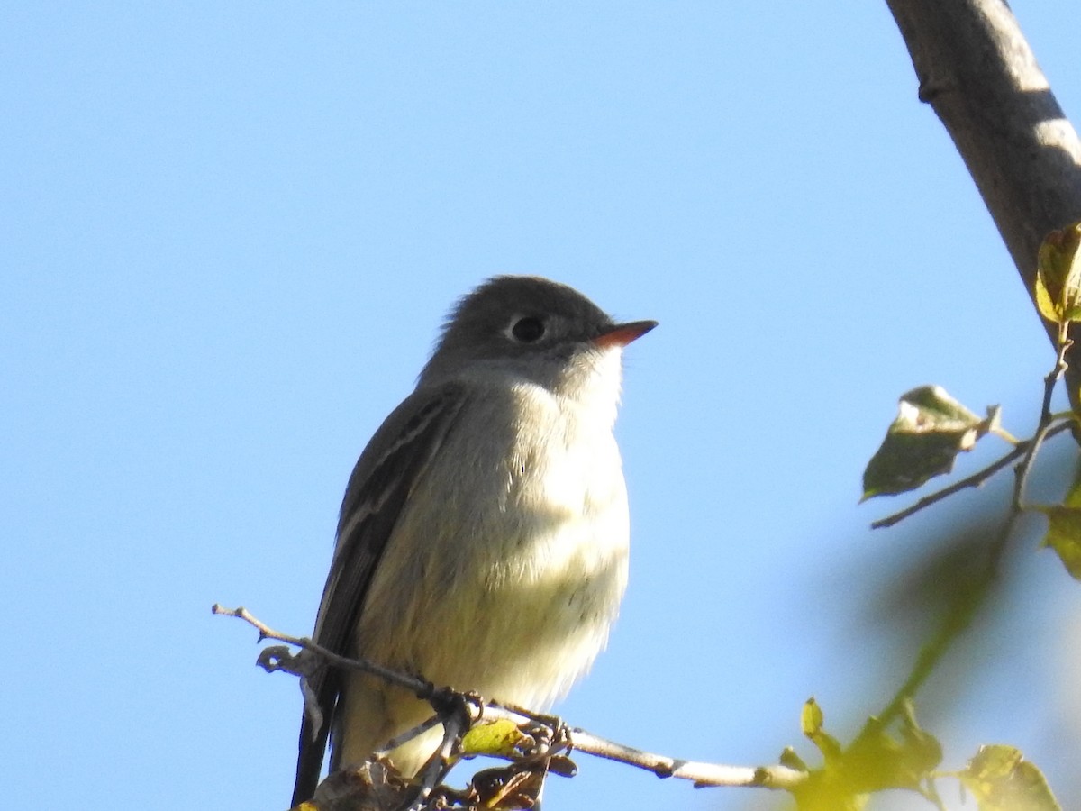 Hammond's Flycatcher - ML73451831