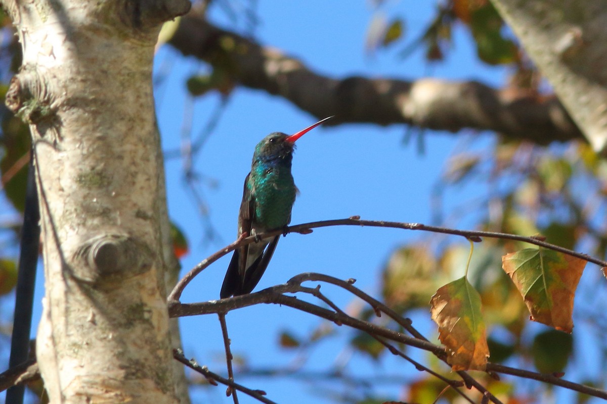 Broad-billed Hummingbird - R.J.  Adams