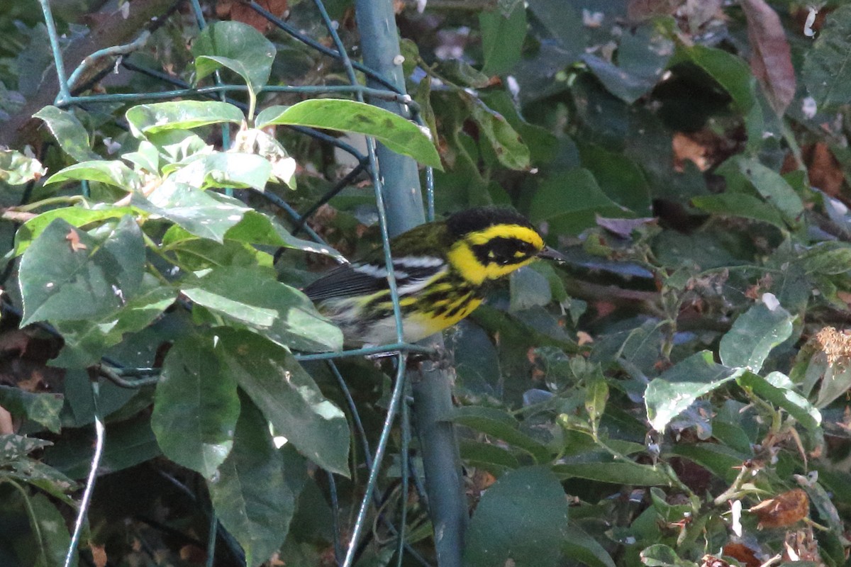 Townsend's Warbler - R.J.  Adams