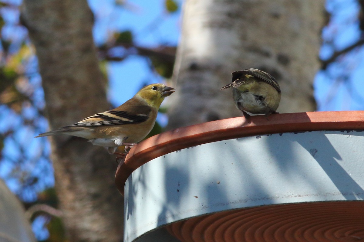 Chardonneret jaune - ML73455931