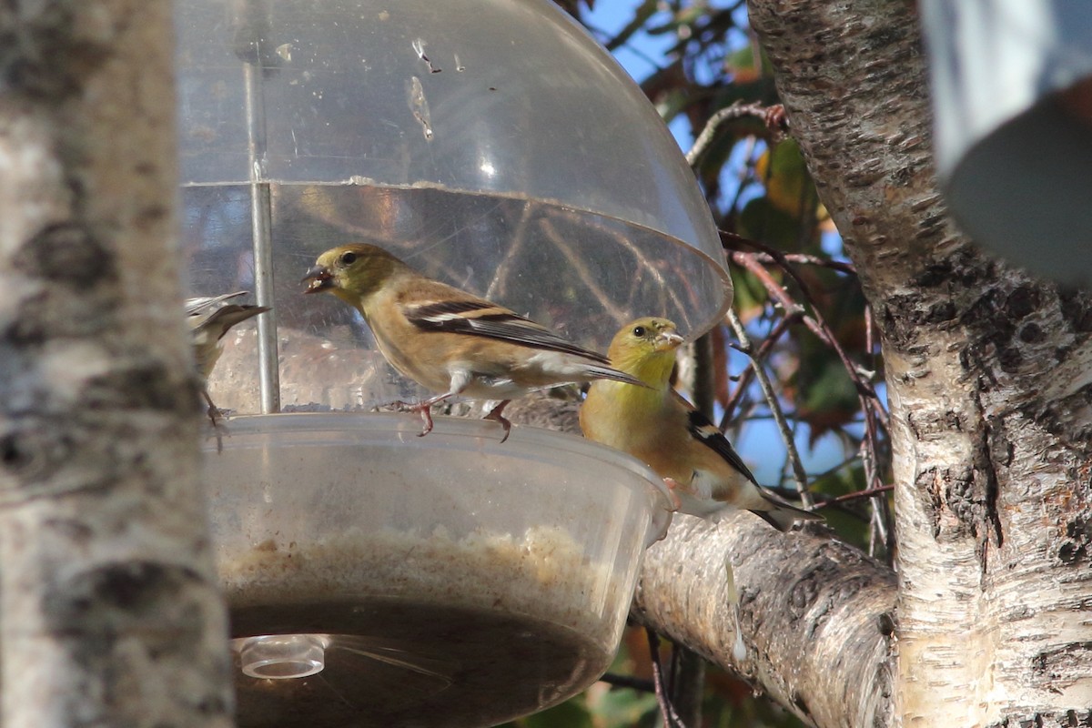 American Goldfinch - R.J.  Adams