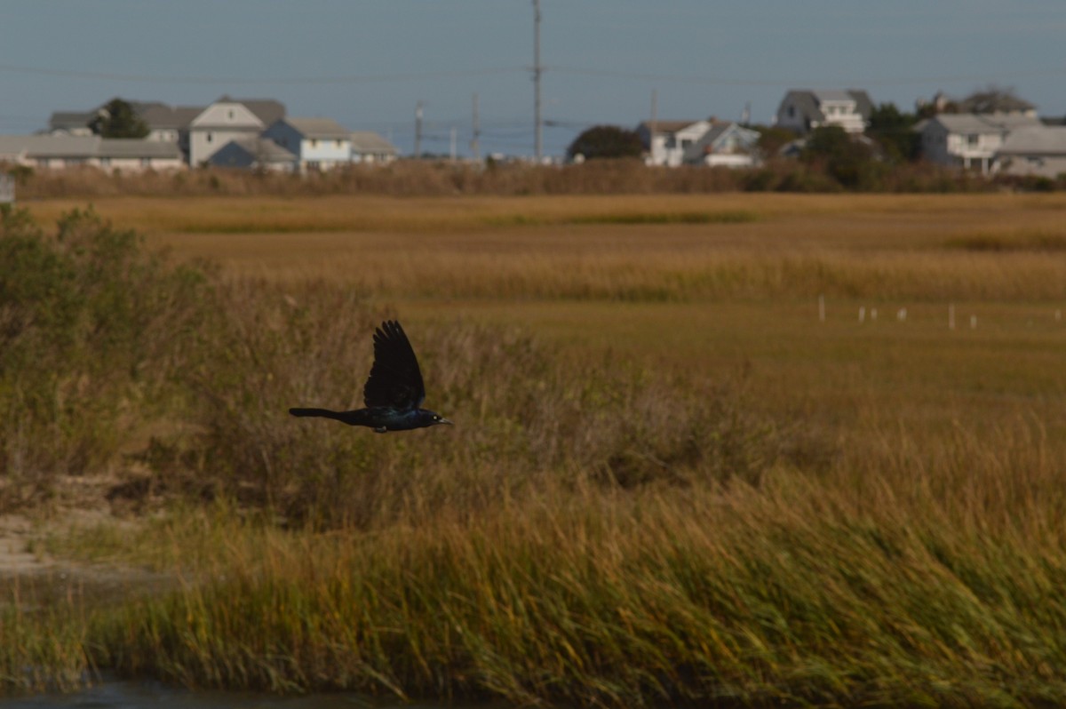 Boat-tailed Grackle - ML73456491