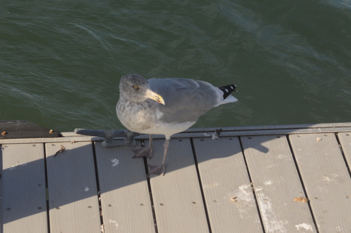 Herring Gull - ML73456611