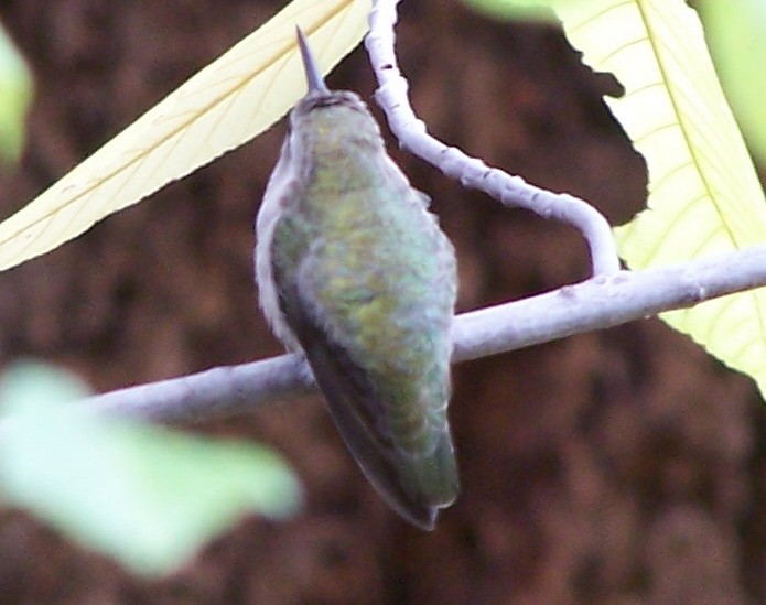 Costa's Hummingbird - ML73459041