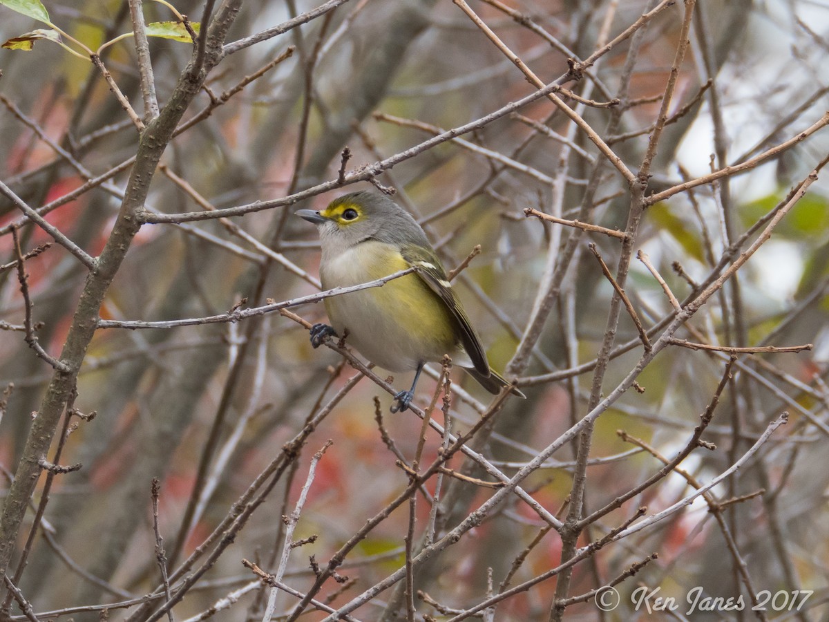 Ak Gözlü Vireo - ML73460221