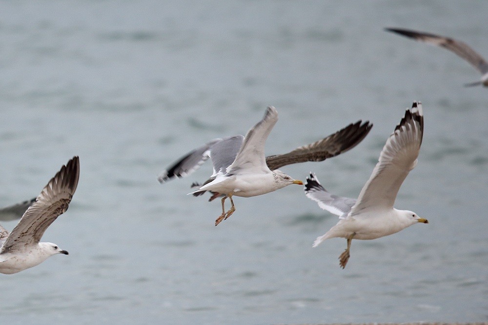 Herring Gull - ML73464551