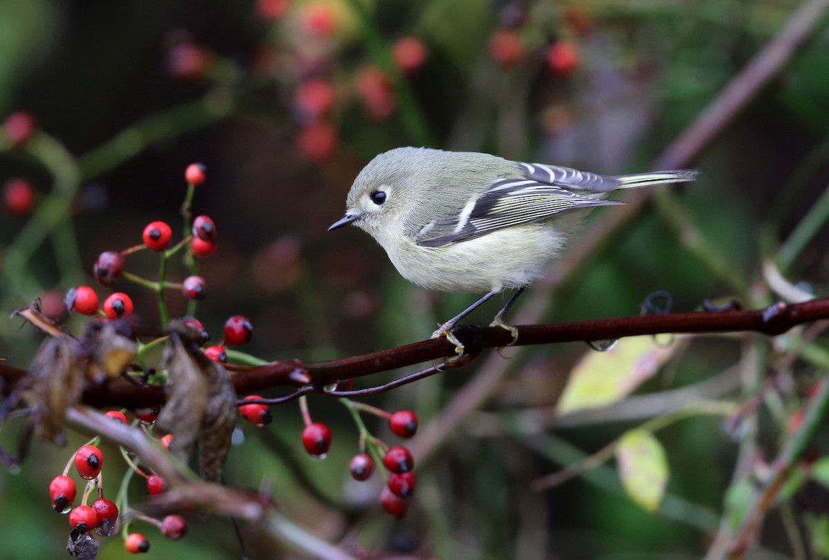 Ruby-crowned Kinglet - ML73465761