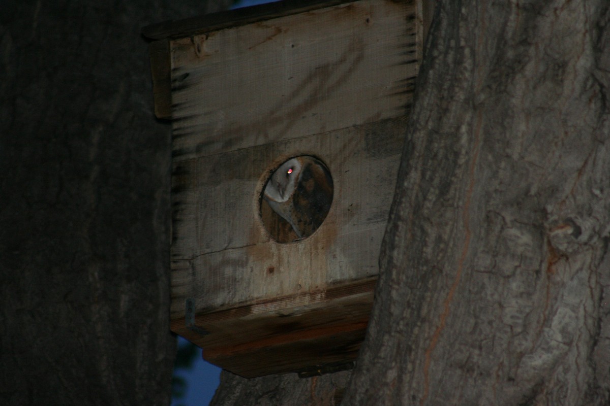 Barn Owl - ML73466961