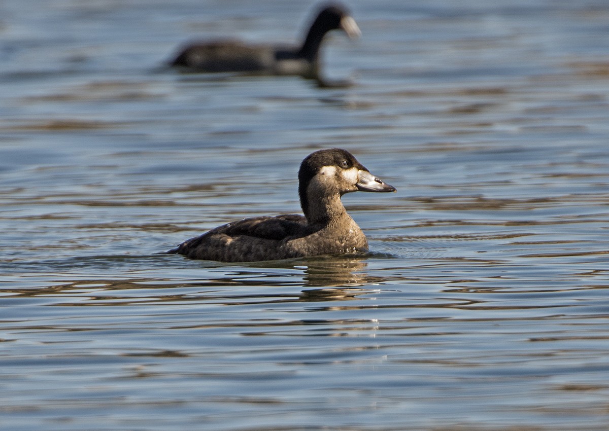 Surf Scoter - ML73467821