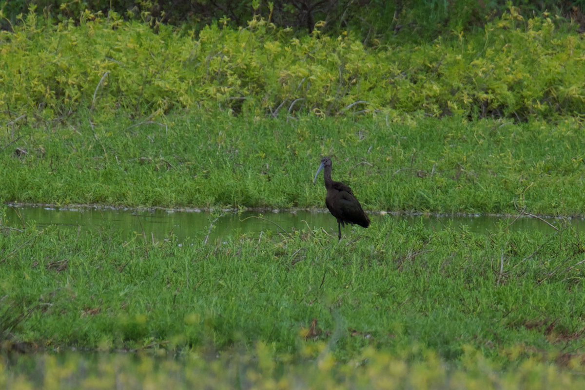 White-faced Ibis - Satoko Lincoln