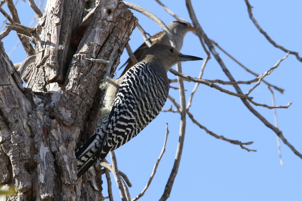 Gila Woodpecker - Louis Hoeniger