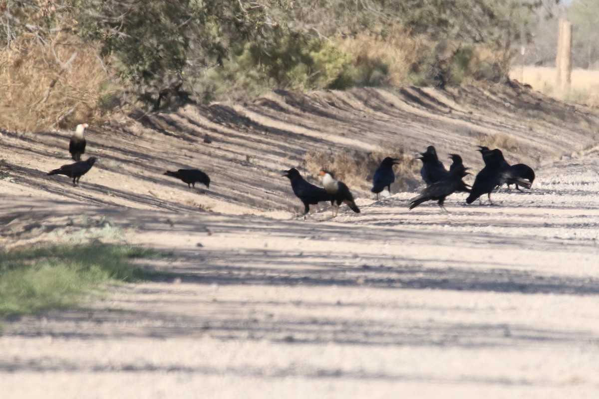 Common Raven - ML73469511