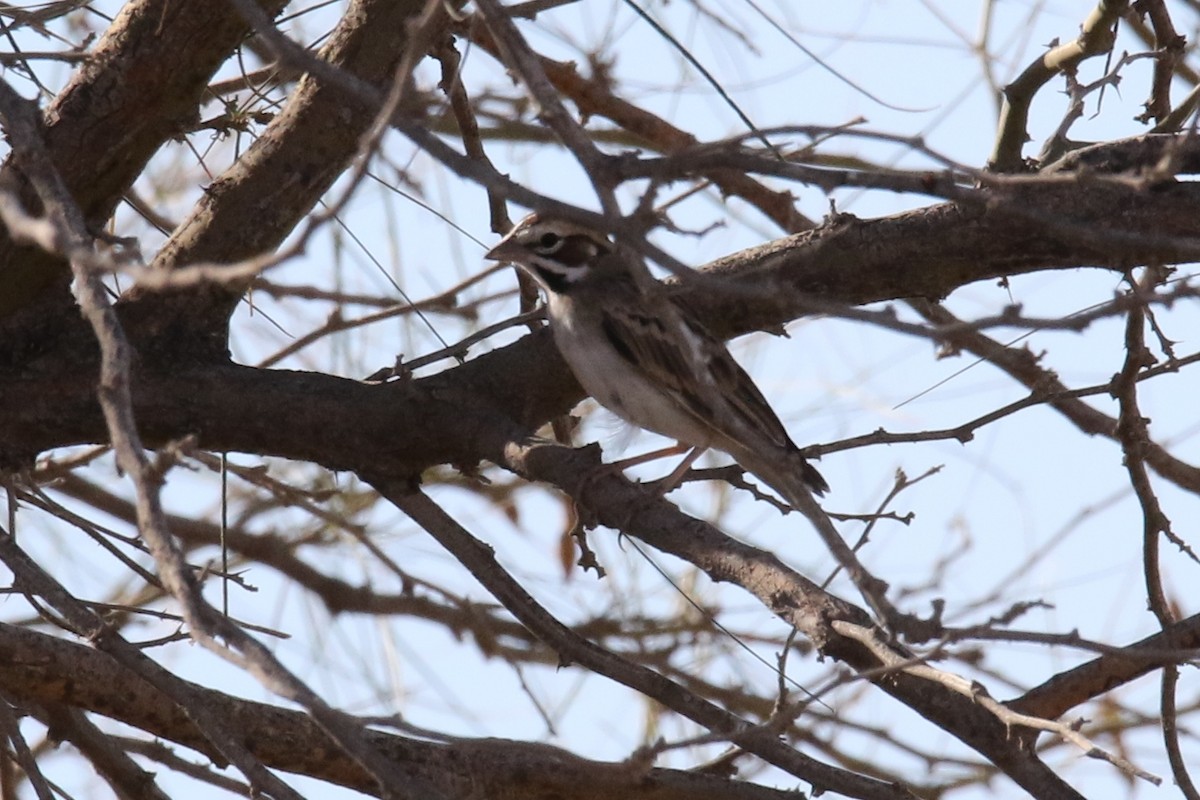 Lark Sparrow - Louis Hoeniger