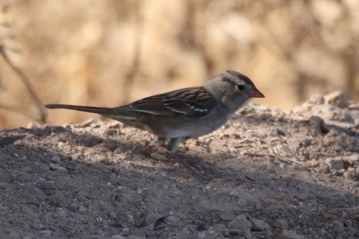 White-crowned Sparrow (Gambel's) - Louis Hoeniger