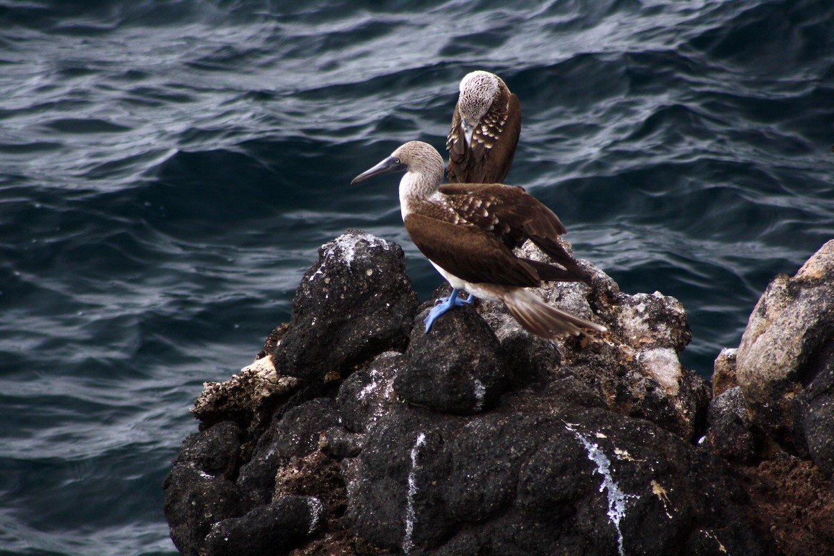 Blue-footed Booby - Scott Young