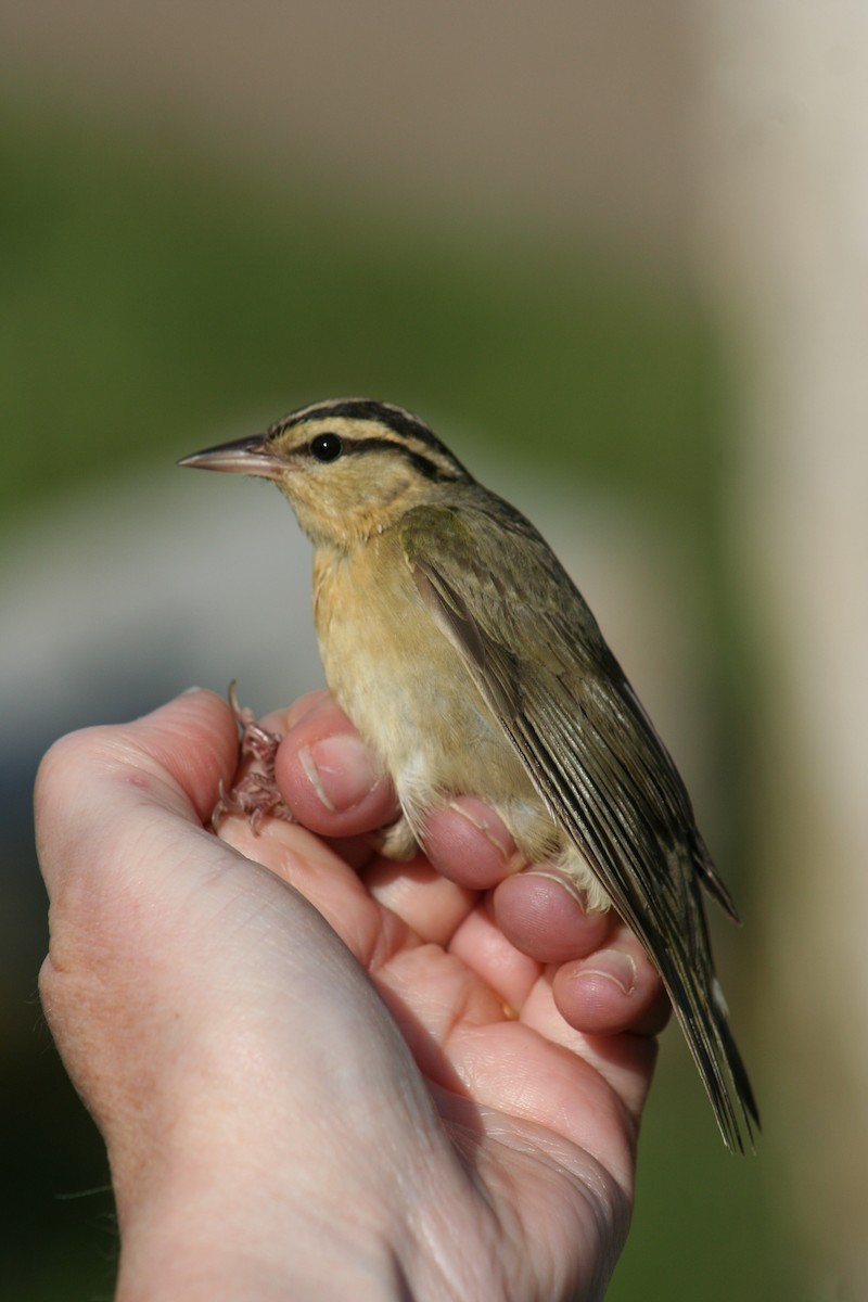 Worm-eating Warbler - ML73470841