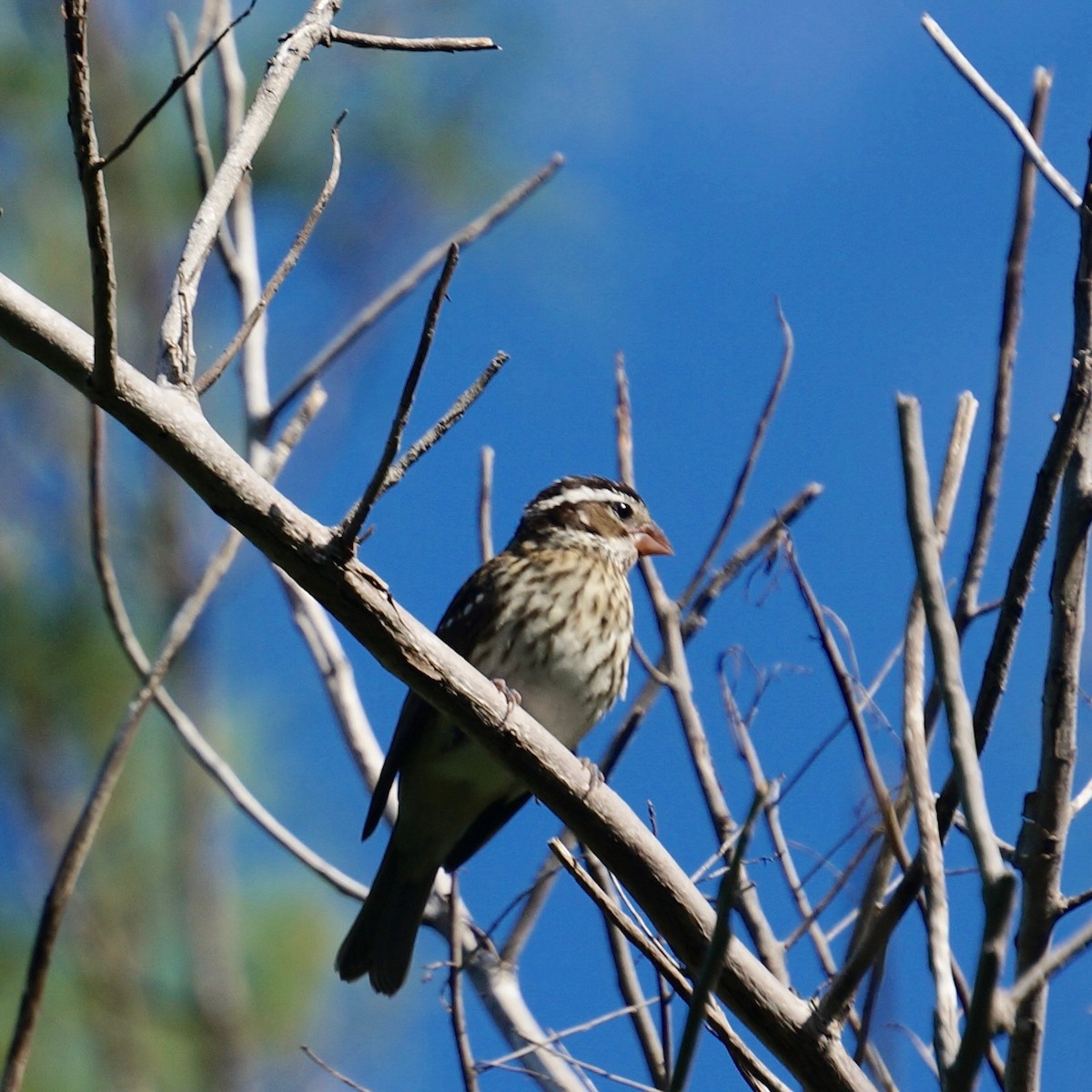 Rose-breasted Grosbeak - ML73473041