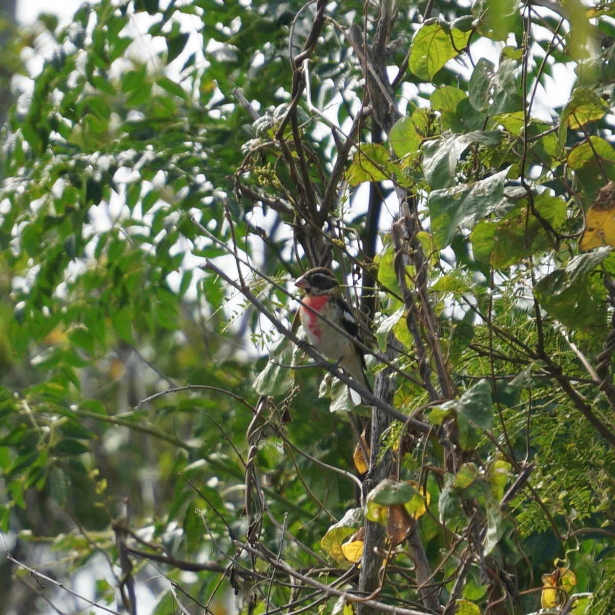 Cardinal à poitrine rose - ML73473641