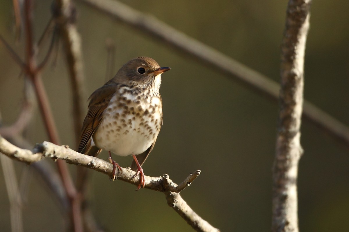 Hermit Thrush - ML73476171