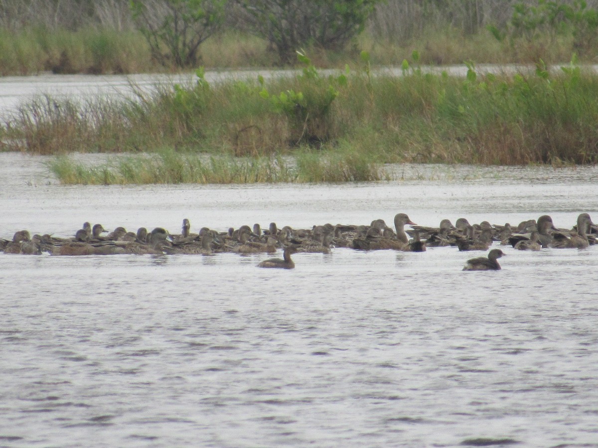 Gadwall - ML73477501