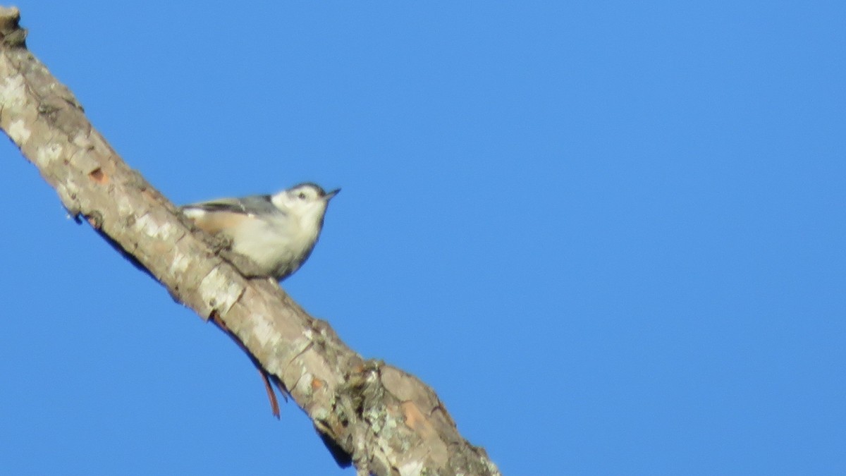 White-breasted Nuthatch - Fran Loyd