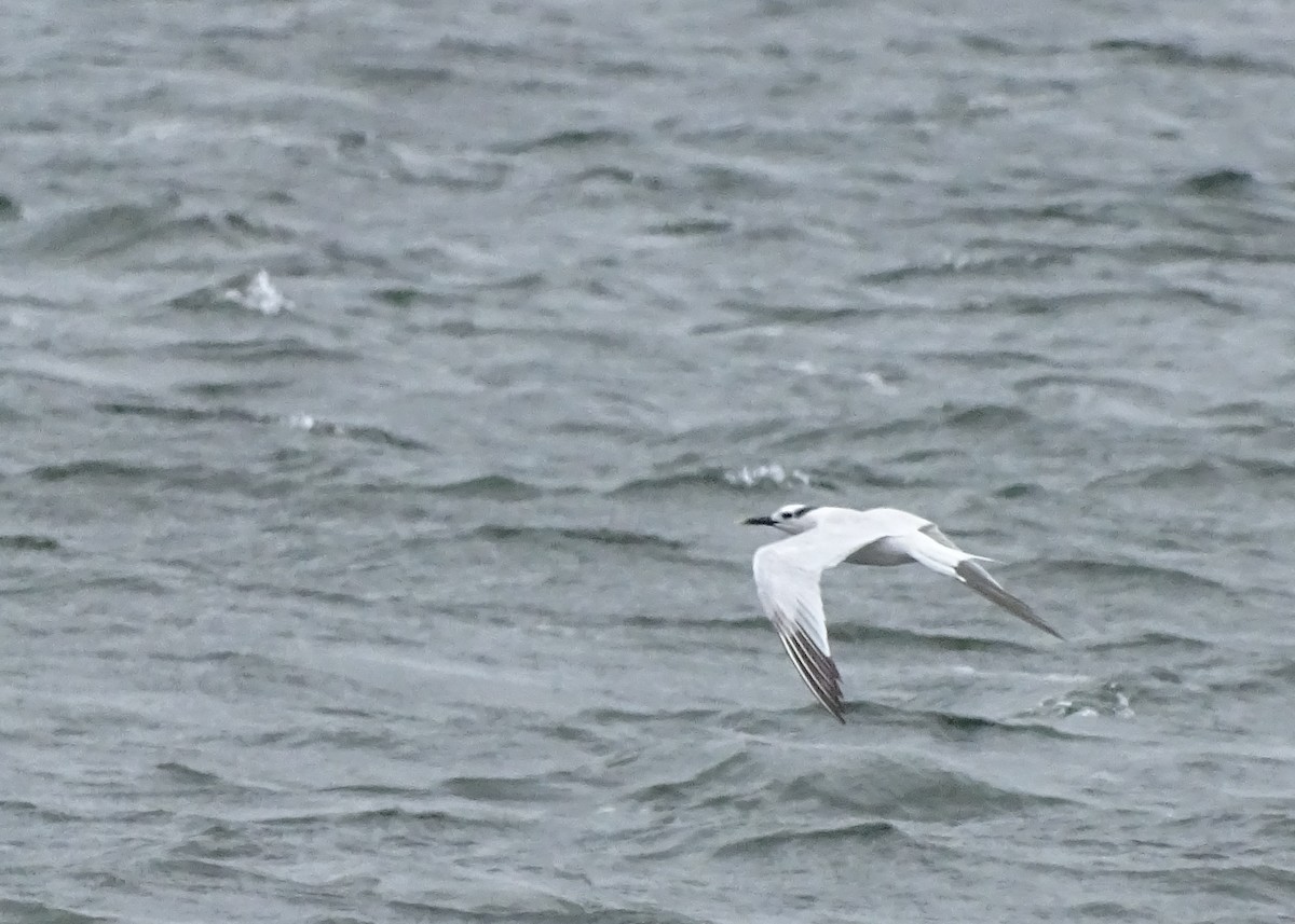 Sandwich Tern - ML73479061