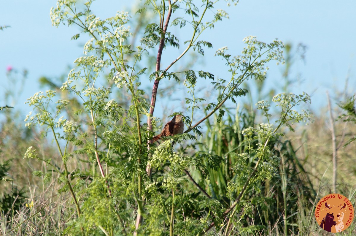 Freckle-breasted Thornbird - ML73479671