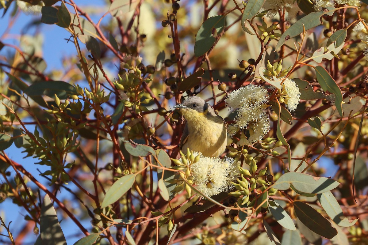 Gray-headed Honeyeater - Ged Tranter