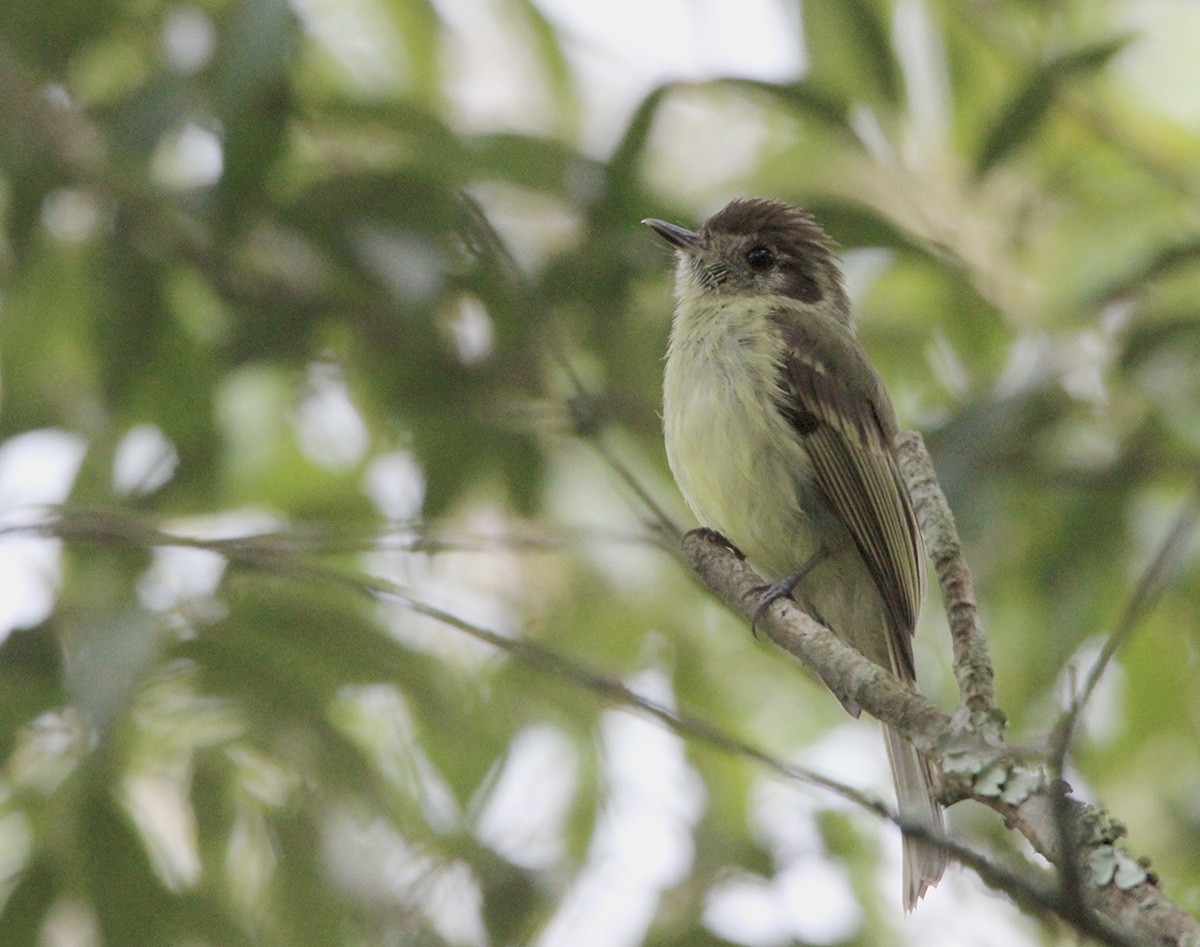 Sepia-capped Flycatcher - Jose Prado