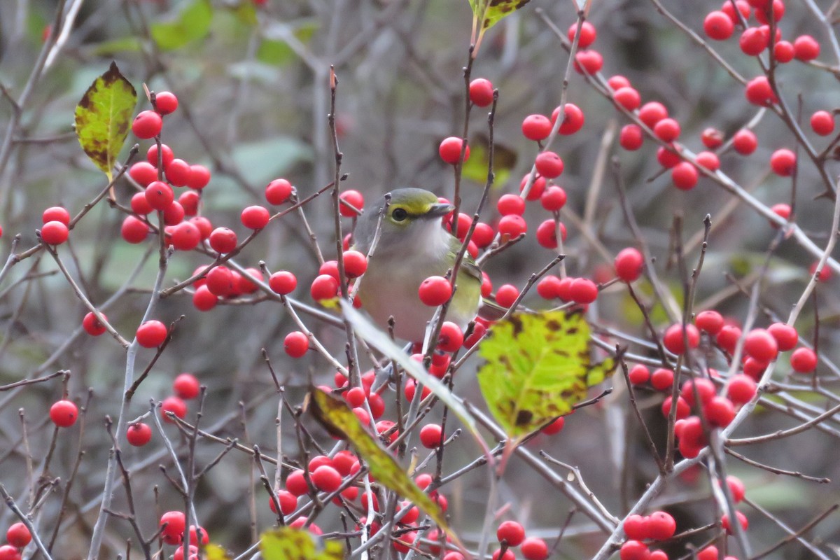 White-eyed Vireo - ML73482961