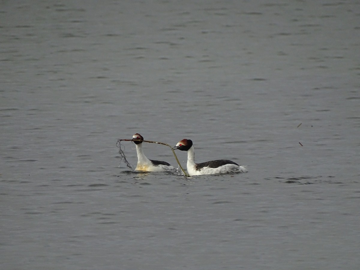 Hooded Grebe - ML73483511